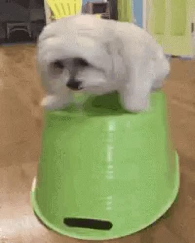 shaking dog gif|Shaking dog GIF on GIFER